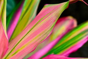 Cordyline fruticosa Kiwi Pride. Vibrant bright tropical cordyline with lime green and hot pink stripes on sword shaped leaves