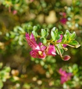 eremophila maculata pink profusion emu bush pink spotted flowers