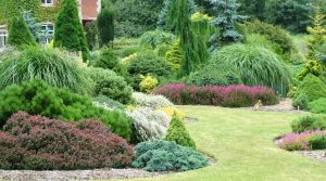 Evergreen plants trees garden