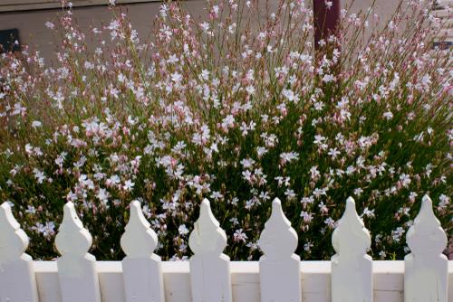 Gaura 'Variegated Pink' butterfly bush with white fence flowering
