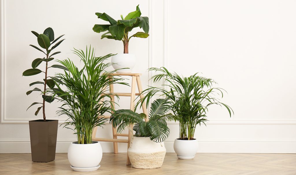 Indoor Plants
