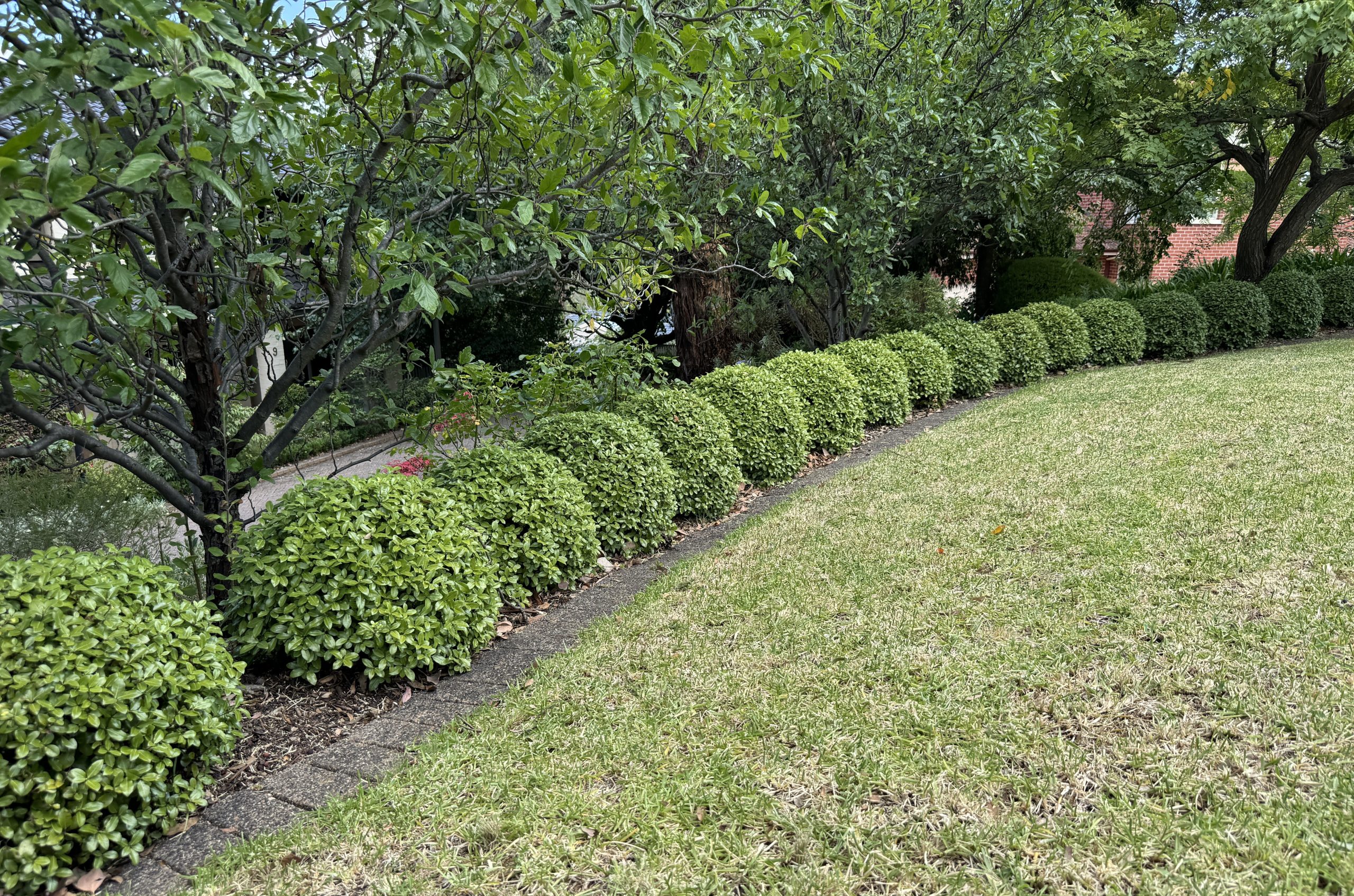 A lawn with Pittosporum 'Golf Ball' border