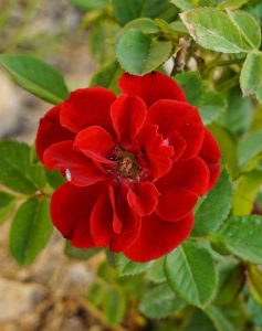 Carpet rose Red flower