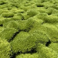 Close-up of a lush, undulating green moss landscape intertwined with delicate Plumbago 'White' flowers from a 6" pot, creating a textured and vibrant natural scene.