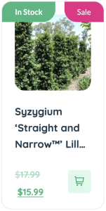 Straight and Narrow Lilly Pilly hedge plant