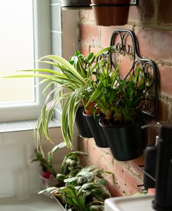 Spider plant grass in bathroom, indoor plant