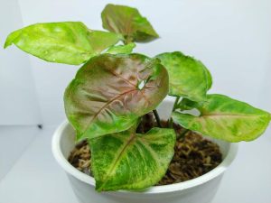 Arrowhead plant Maria Syngonium podophylum in a white decorative feature pot with green and pink leaves