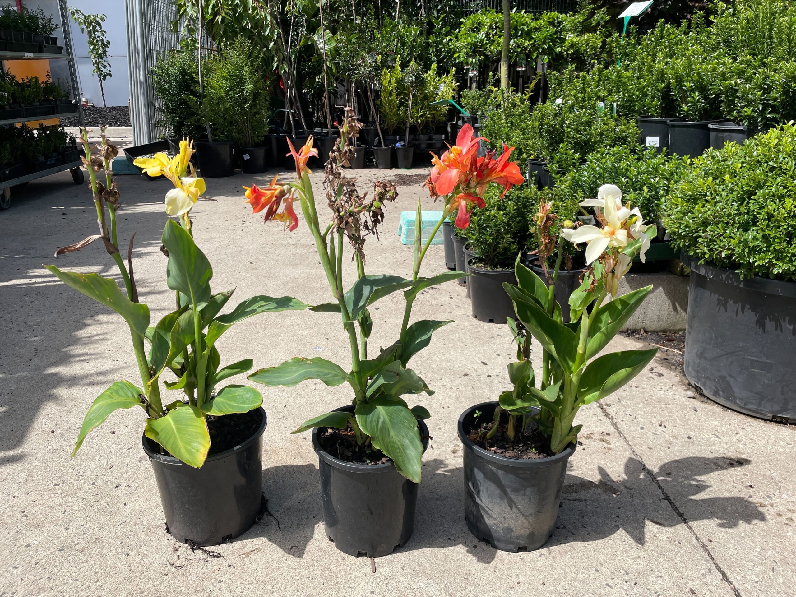 Canna Lily 'Dwarf Assorted Colours' 8" Pot