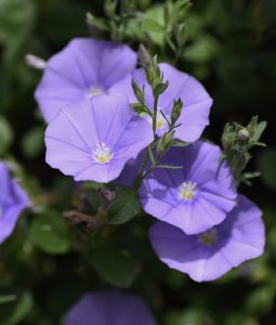 blue convolvulus flowers