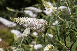 A close-up of Buddleja 'Leah® Winter' flower clusters and green leaves, with more clusters blurred in the background, ideal for growing in a 6" pot.