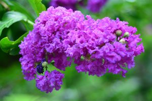 crepe myrtle purple flower