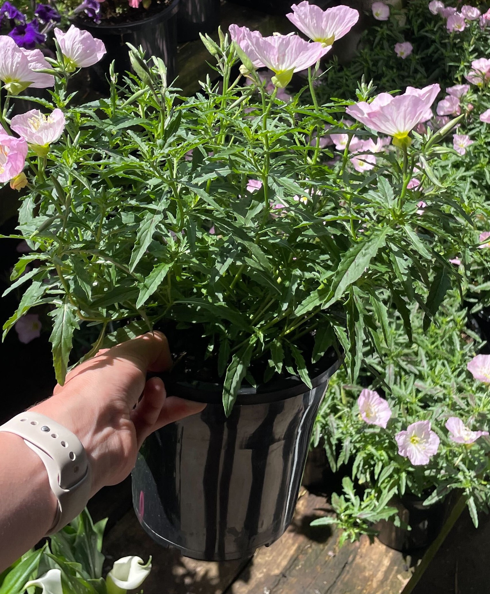 Oenothera 'Pink' Evening Primrose 8" Pot
