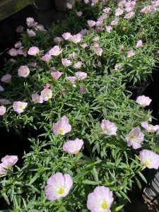 Oenothera 'Pink' Evening Primrose in a 6" pot features clusters of light pink blooms with yellow centres and green foliage, thriving outdoors in sunlight.
