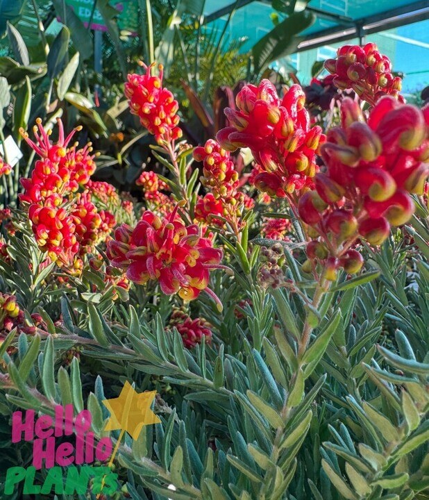 Grevillea 'Fireworks™' 8" Pot