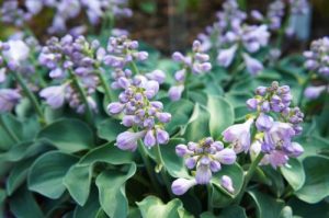 A group of purple flowers in a garden. Hosta grandiflora hybrid Blue Mouse Ears flowering mauve pink flowers