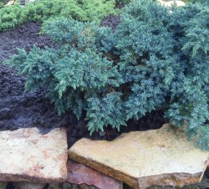 Juniperus sabina 'Savin Juniper' is an evergreen shrub with dense, blue-green foliage, elegantly draping over large flat stones on dark soil. Available in 6" pots, bulk buy of 12.