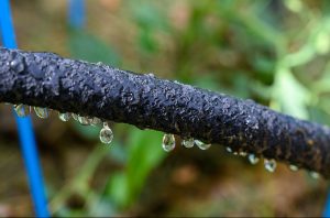 soaker hose water garden