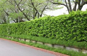 Viburnum 'Dense Fence™'