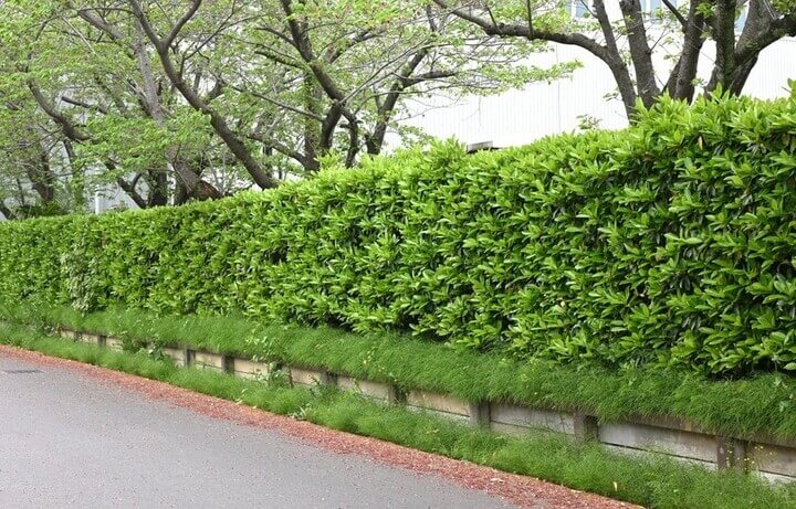 Viburnum 'Dense Fence™' 7" Pot