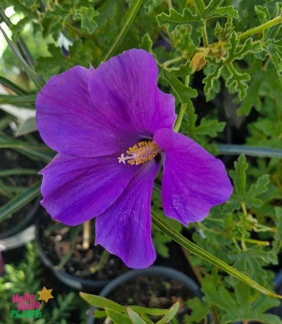The Alyogyne 'East Coast Gem' Native Hibiscus in a 6" pot showcases vibrant purple petals and a sunlit yellow center, strikingly standing out against lush green foliage and surrounding potted plants.