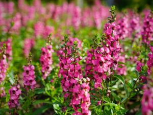 A field of pink Angelonia Archangel™ 'Pink' 6" Pot flowers with green leaves in pots.
