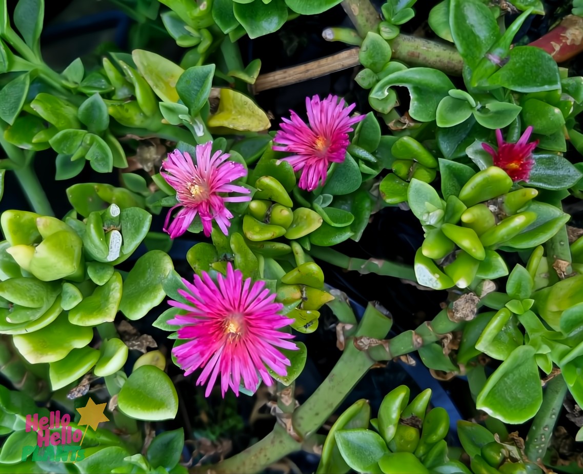 Aptenia 'Baby Sunrose' blooms with pink flowers featuring narrow petals among green, fleshy leaves in a 6" pot, highlighting its charming beauty.
