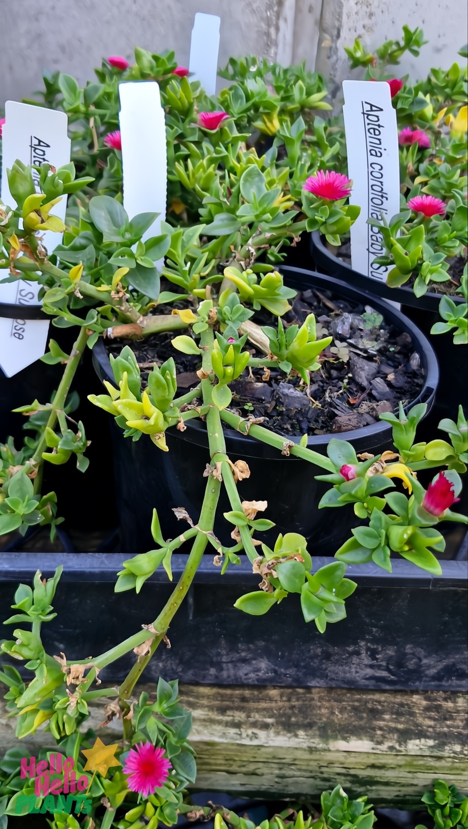 The Aptenia 'Baby Sunrose' 6" Pot showcases fleshy green leaves and bright pink flowers, presented in 6-inch pots with white tags at the garden center.
