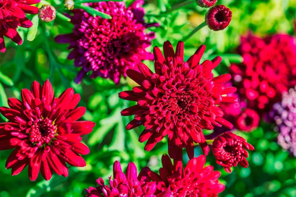 Argyranthemum frutescens Double Red Marguerite Daisy Flowers