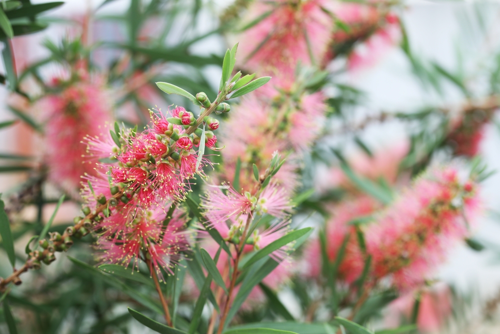 Pink bottlebrush flowers and green leaves mingle on a bush, with blooms in focus and others softly blurred—a delicate scene reminiscent of the textures found in Pimelea 'Round Leaf Rice Flower' foliage.