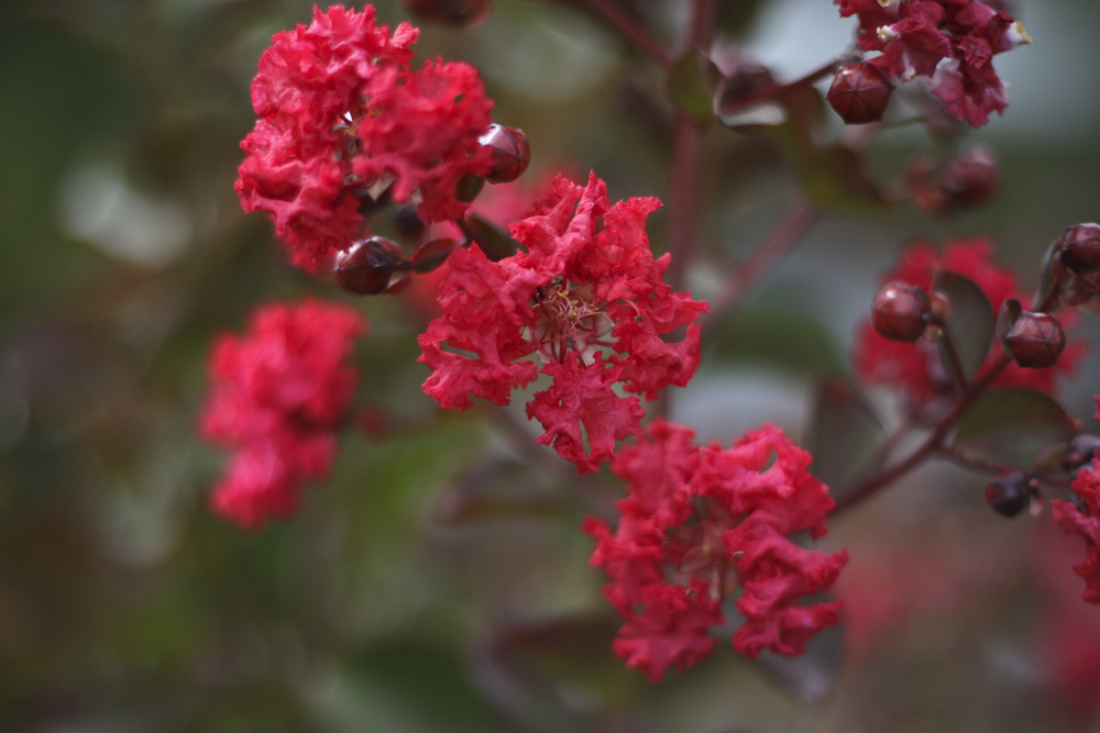 Lagerstroemia Diamonds in the Dark® 'Crimson Red' Crepe Myrtle flower