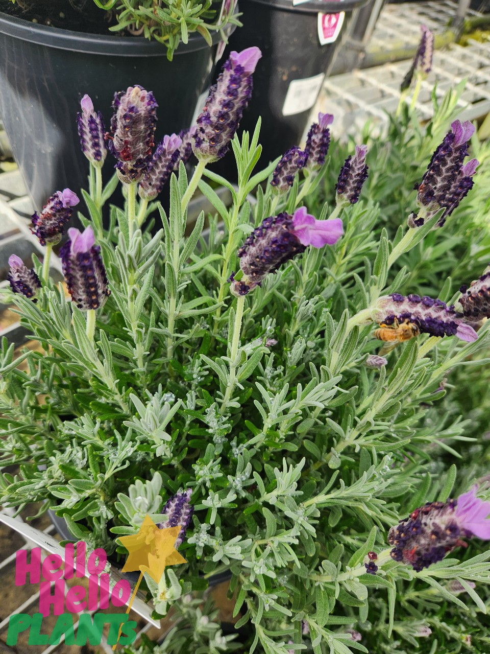A Lavandula 'La Diva Big Night' Spanish Lavender in a 6" pot, with purple flowers and green foliage, sits on a metal grid surface among other pots. The “Hello Hello Plants” logo is visible in the lower left corner.
