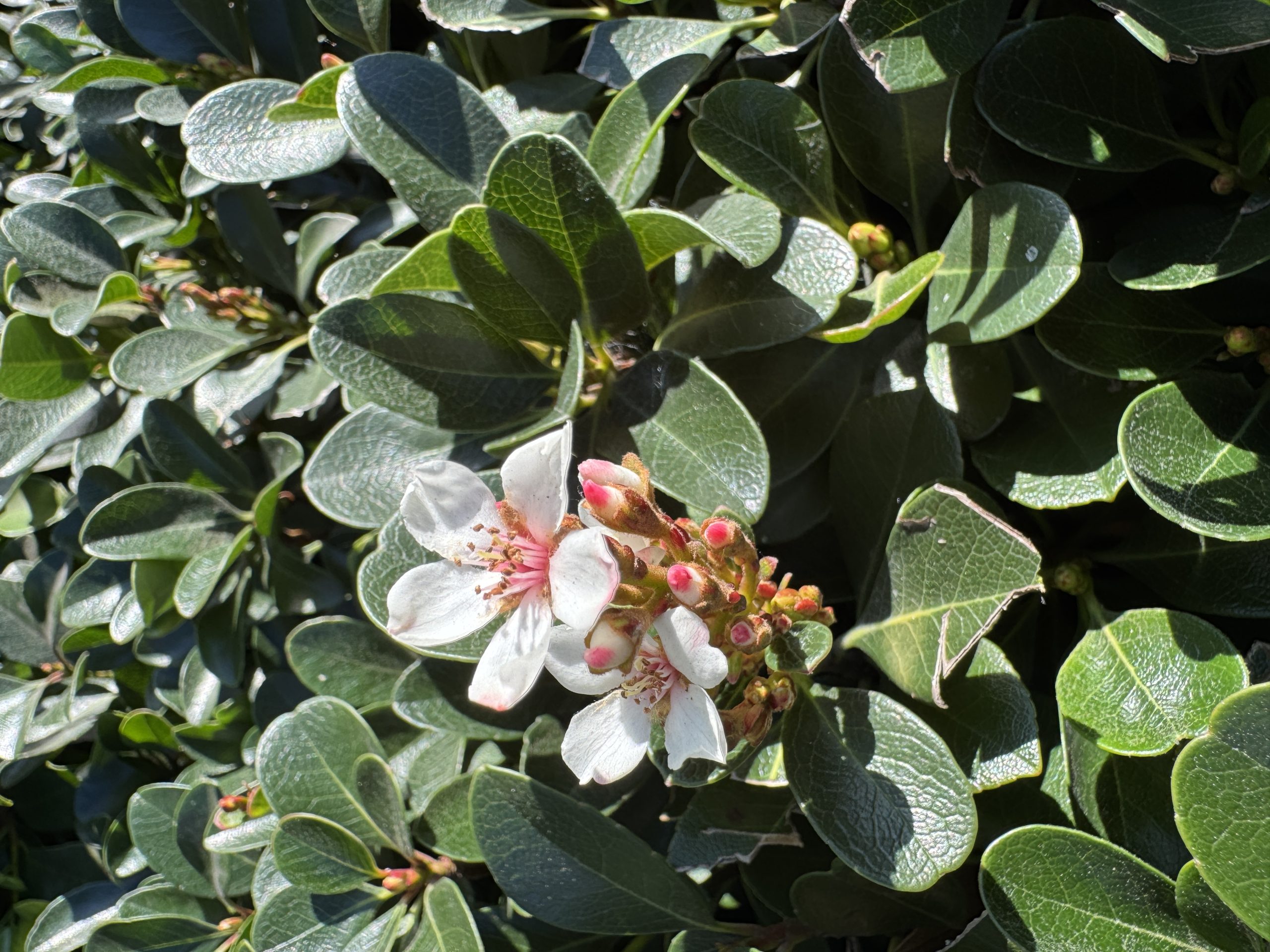 Rhaphiolepis 'Oriental Pearl' Indian Hawthorn 7" Pot