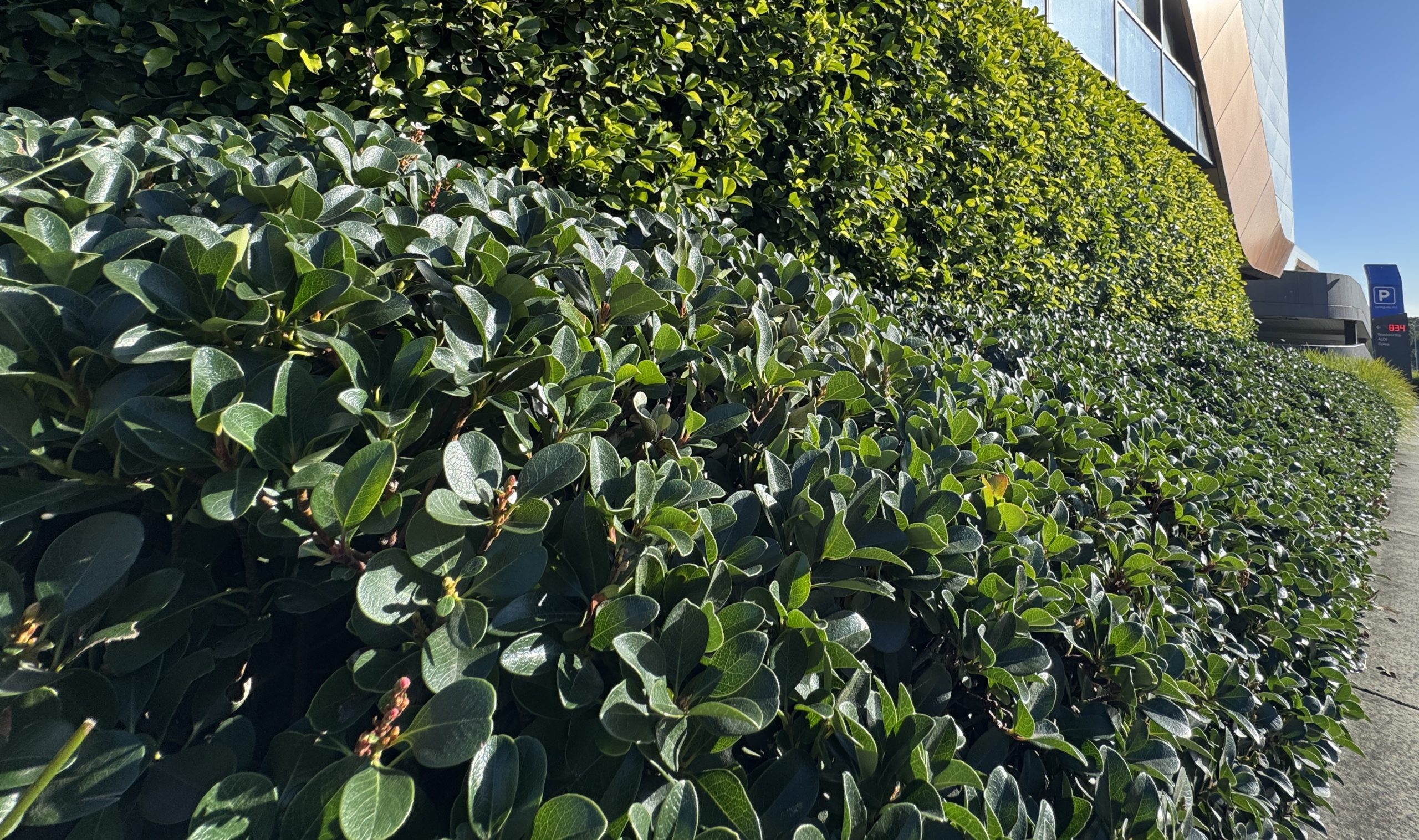 Rhaphiolepis 'Oriental Pearl' Indian Hawthorn 7" Pot