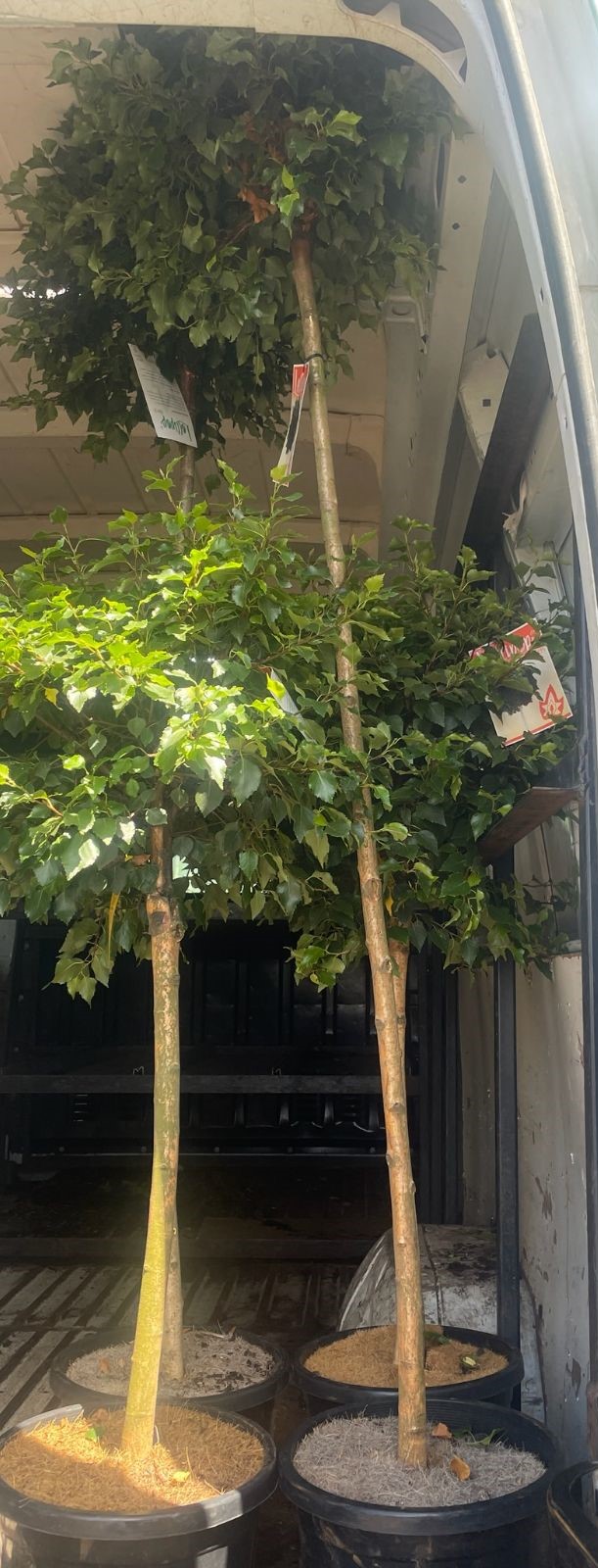 betula pendula globe standard silver birch tree 1.8m standard