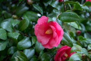 camellia japonica kumasaka camellia hot pink blooms