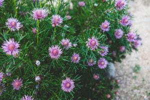 Pimelea 'Round Leaf Rice Flower' is a bush with clusters of small, spiky purple flowers and narrow green leaves, growing outdoors on a sandy surface.