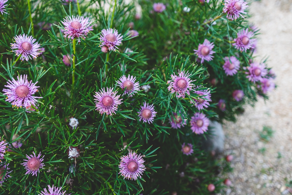 Pimelea 'Round Leaf Rice Flower' is a bush with clusters of small, spiky purple flowers and narrow green leaves, growing outdoors on a sandy surface.