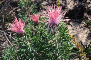 Pink Grevillea flowers with long, thin petals and spiky green leaves grow alongside Pimelea 'Round Leaf Rice Flower' blooms, all flourishing outdoors in natural sunlight.