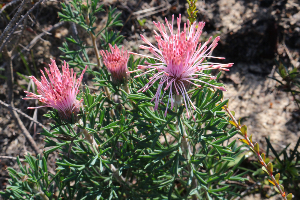 Pink Grevillea flowers with long, thin petals and spiky green leaves grow alongside Pimelea 'Round Leaf Rice Flower' blooms, all flourishing outdoors in natural sunlight.