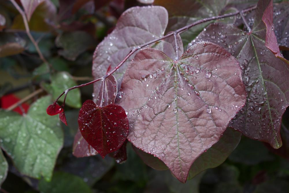 PURPLE BURGUNDY HEART SHAPED LEAVES ON CERCIS CANADENSIS EASTERN REDBUD TREE