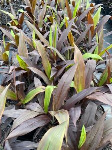 Vibrant burgundy and green leaves of a tropical Schefflera alpine junior 'Umbrella Plant' 8" Pot.