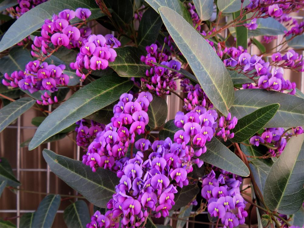 Hardenbergia 'Royal Flush' Hardenbergia violacea