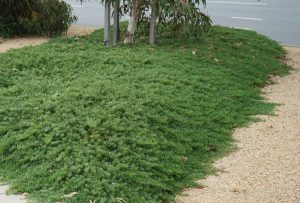 Shrubs and groundcover plants beside a gravel path with a street in the background. Myoporum parvifolium Broad leaf Myoporum Creeping Boobialla