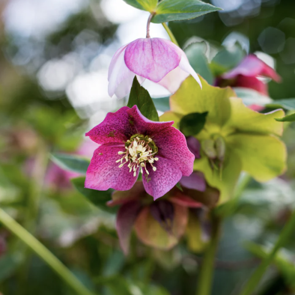 Close-up of a pink and purple hellebore flower, one of the top indoor plants, with a blurred green background. Winter Rose