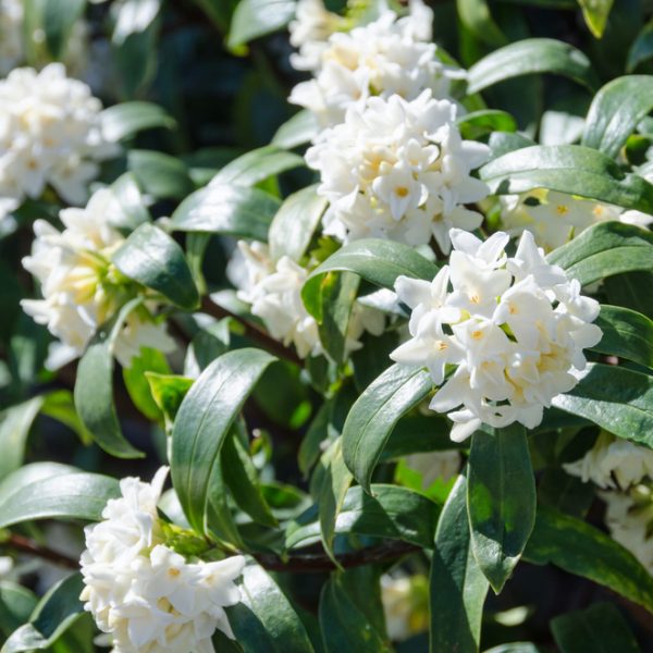 White daphne flowers bloom amidst glossy green leaves, making them top indoor plants.