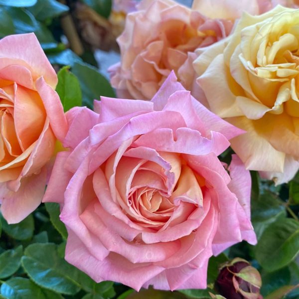 Close-up of top indoor multi-colored roses in bloom. Peace Roses