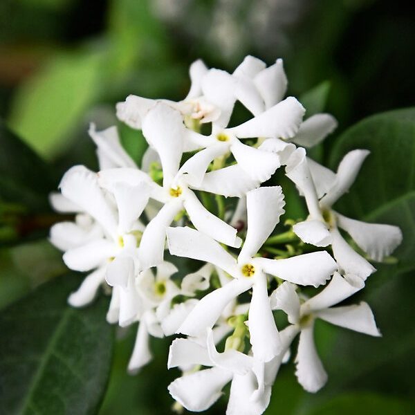A close-up of white jasmine flowers in full bloom surrounded by lush green leaves, one of the top indoor plants.