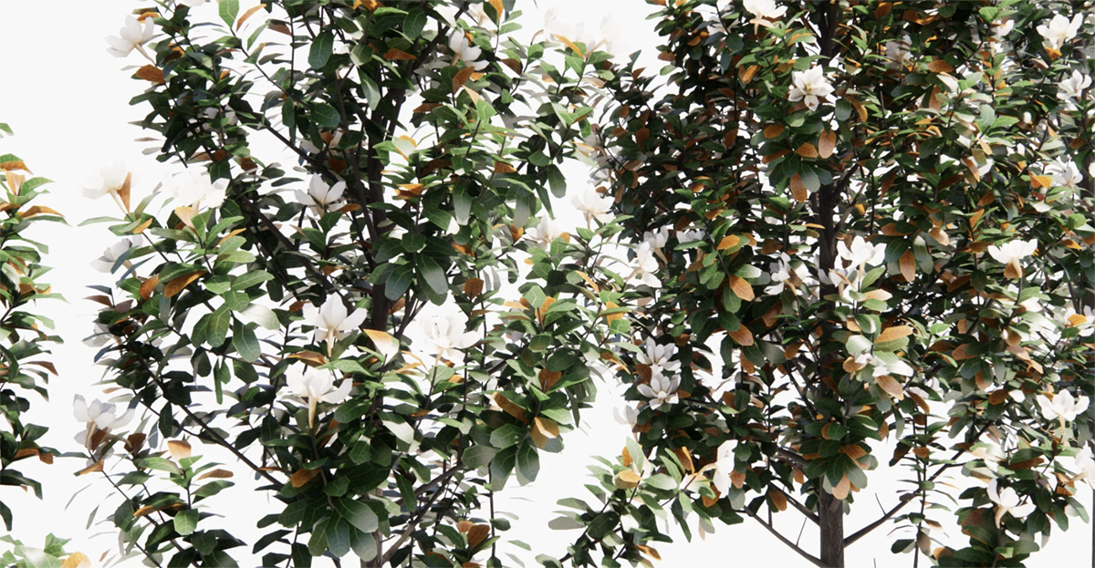Lush green top indoor plant with white flowers against a white background.