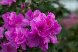 Vibrant pink azalea flowers with dewdrops, one of the top indoor plants, surrounded by green foliage. Azalea