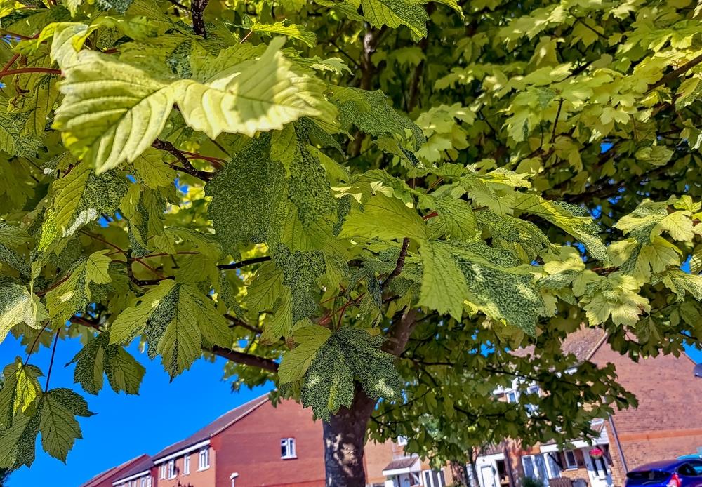 A tree with green leaves under bright sunlight, like an Acer 'Ellen' Japanese Maple 90L, stands gracefully with houses and a blue sky in the background.